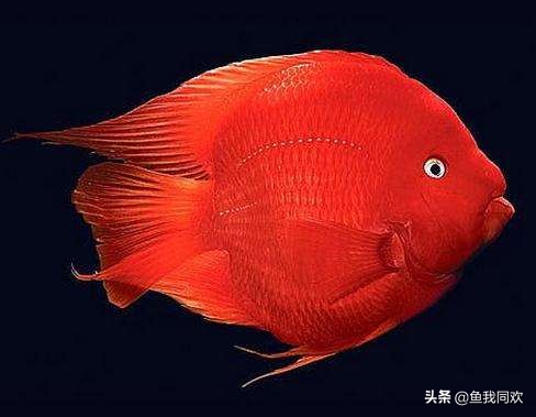 迷你鹦鹉鱼起头好吗,观赏鱼鹦鹉鱼怎么养活