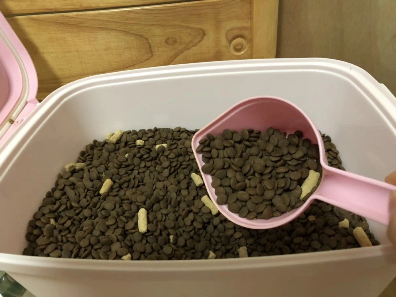 猫突然不吃食物怎么办,猫咪突然不吃猫粮豆瓣