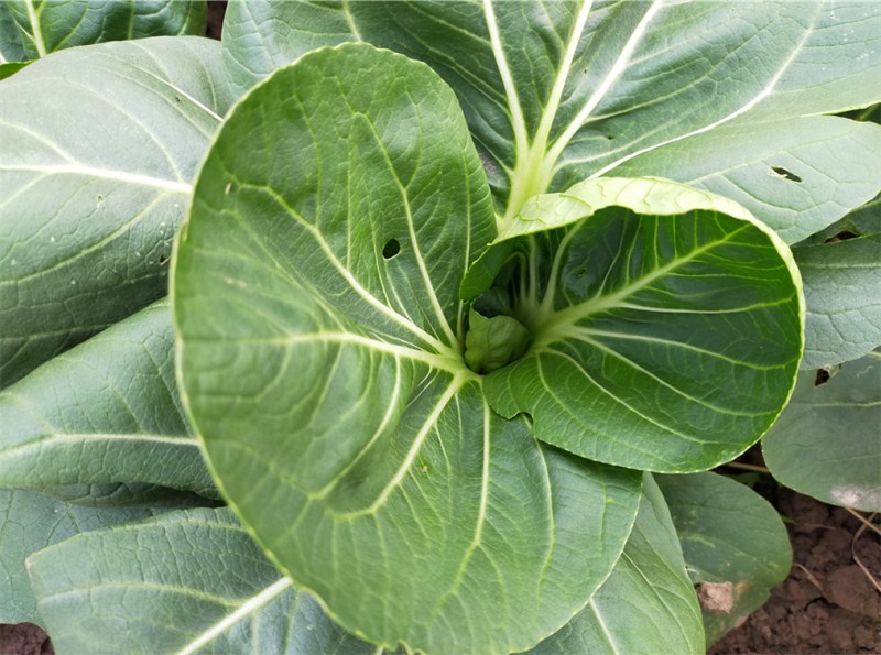 上海青耐寒小青菜鸡毛菜种植时间田间管理技术,分享头条友友们