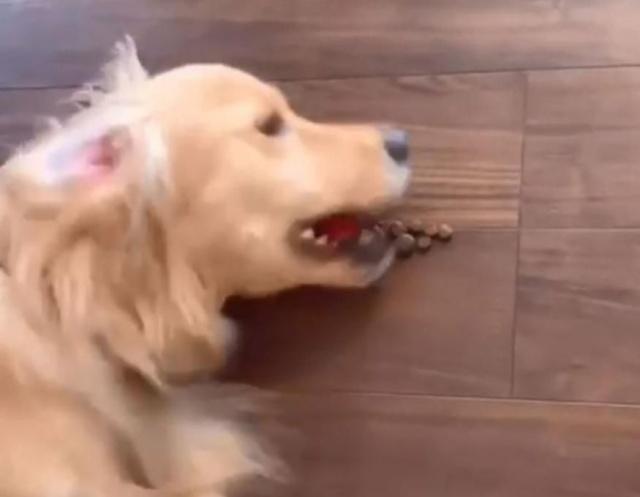 金毛宝宝长大后的样子,金毛宝宝能有多聪明