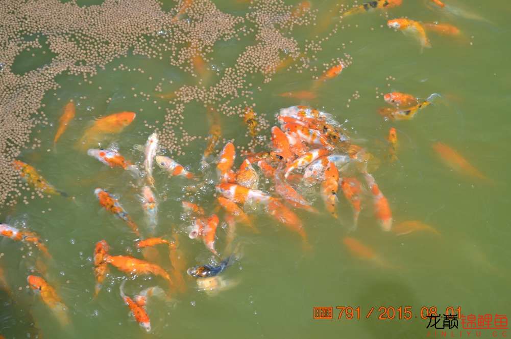 锦鲤苗成长,日本锦鲤水花苗成长