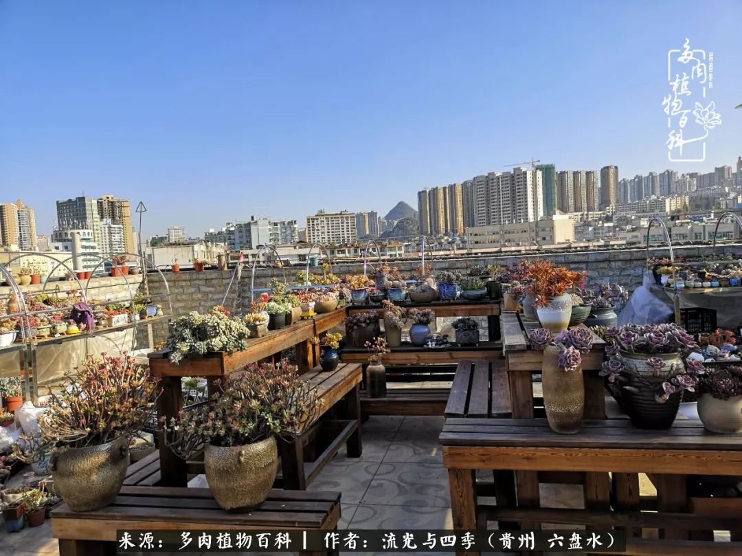 养多肉这几点新手必要知道,在养多肉的路上越走越远