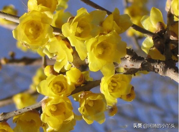 素心腊梅坚毅忠贞，高风亮节浩然正气