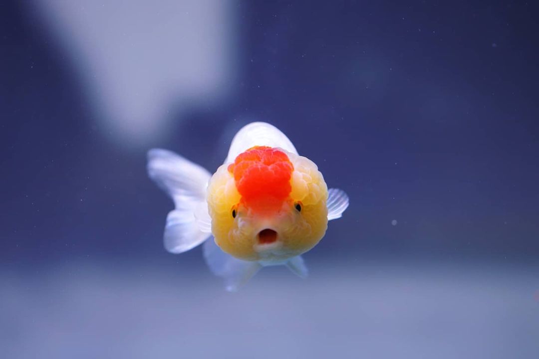 适合新手养的鱼宠,入门养鱼养什么鱼