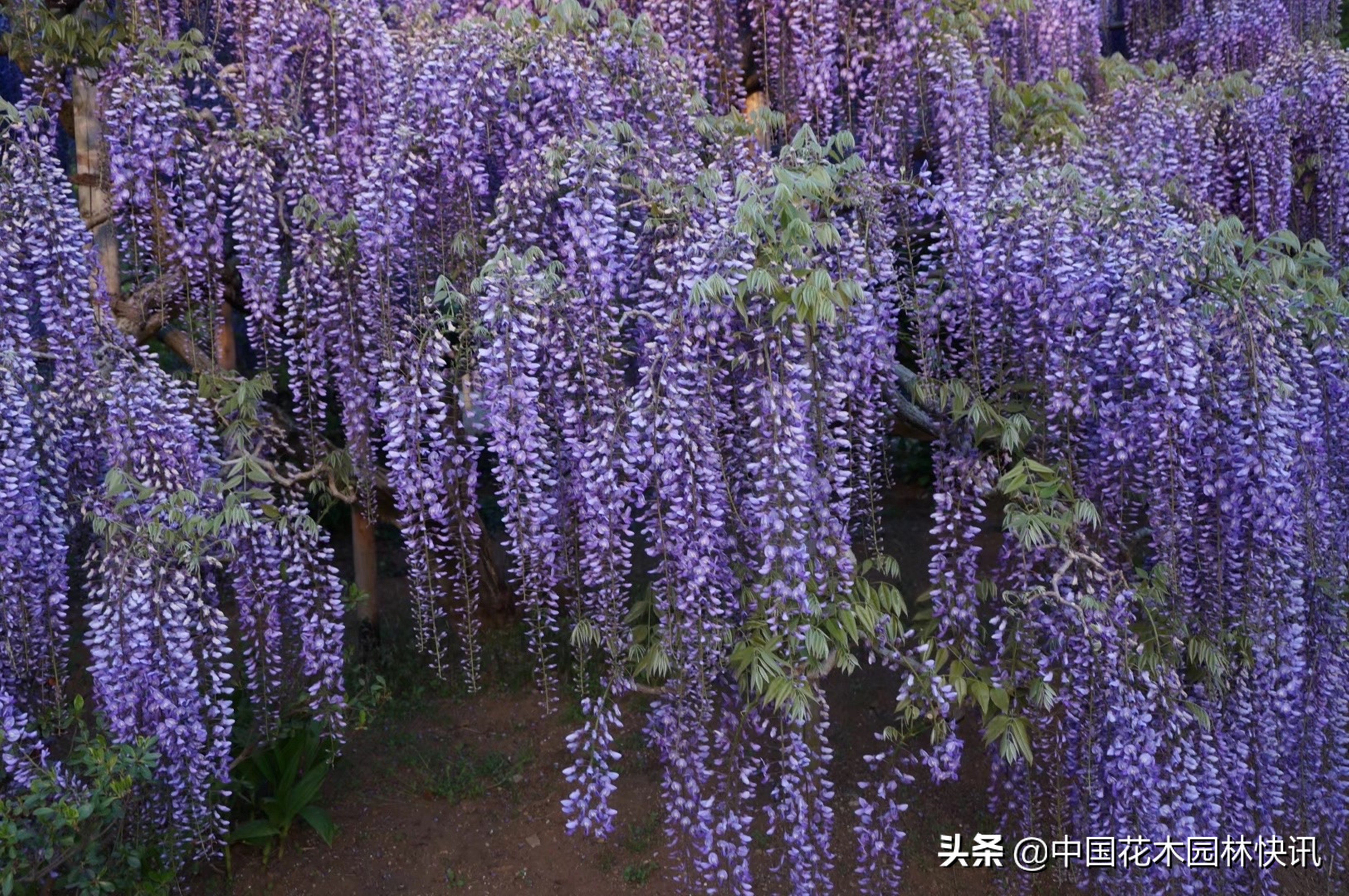 日本最美紫藤园,日本紫藤花美景