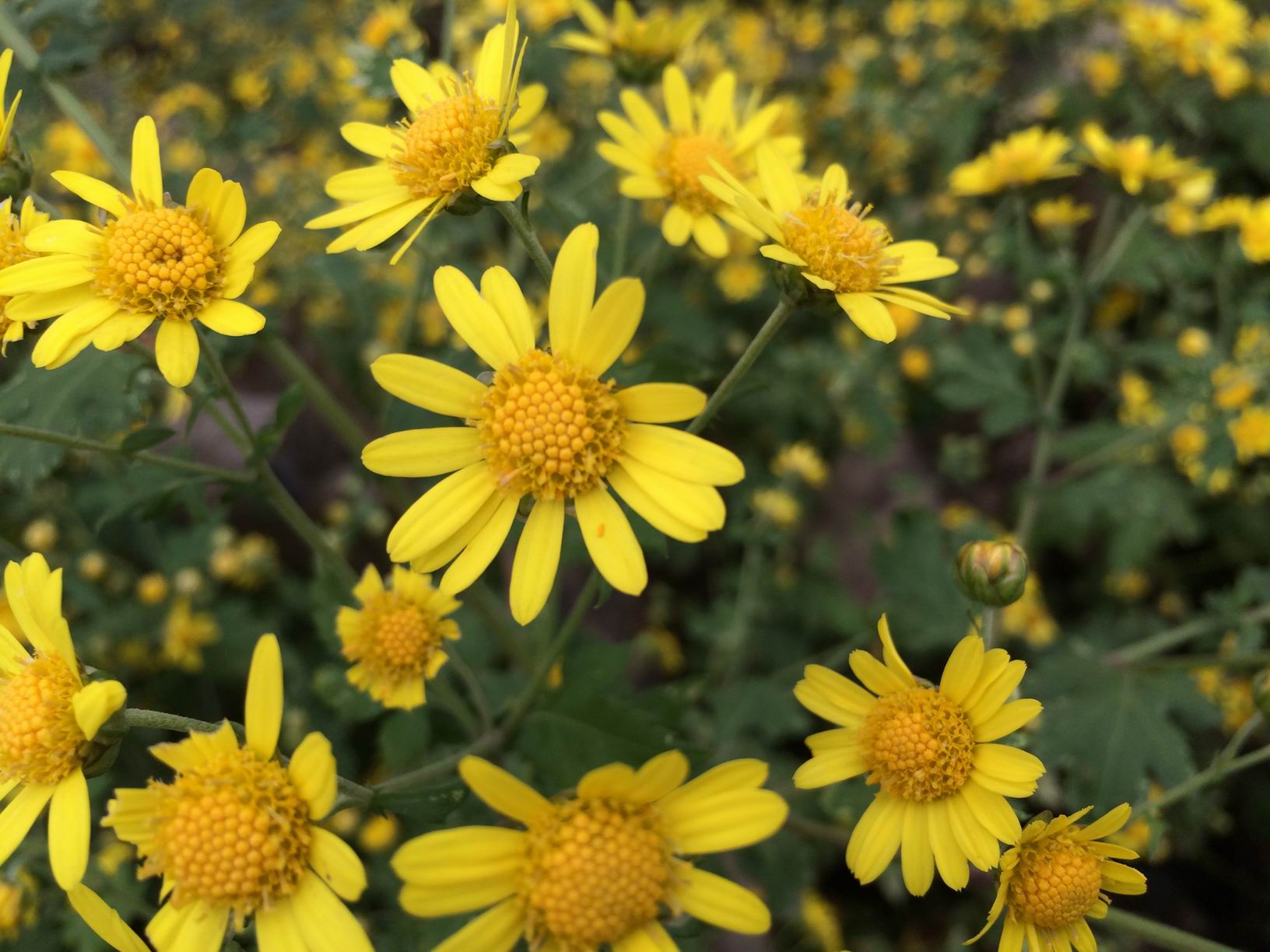中药野菊花功用,每日中药