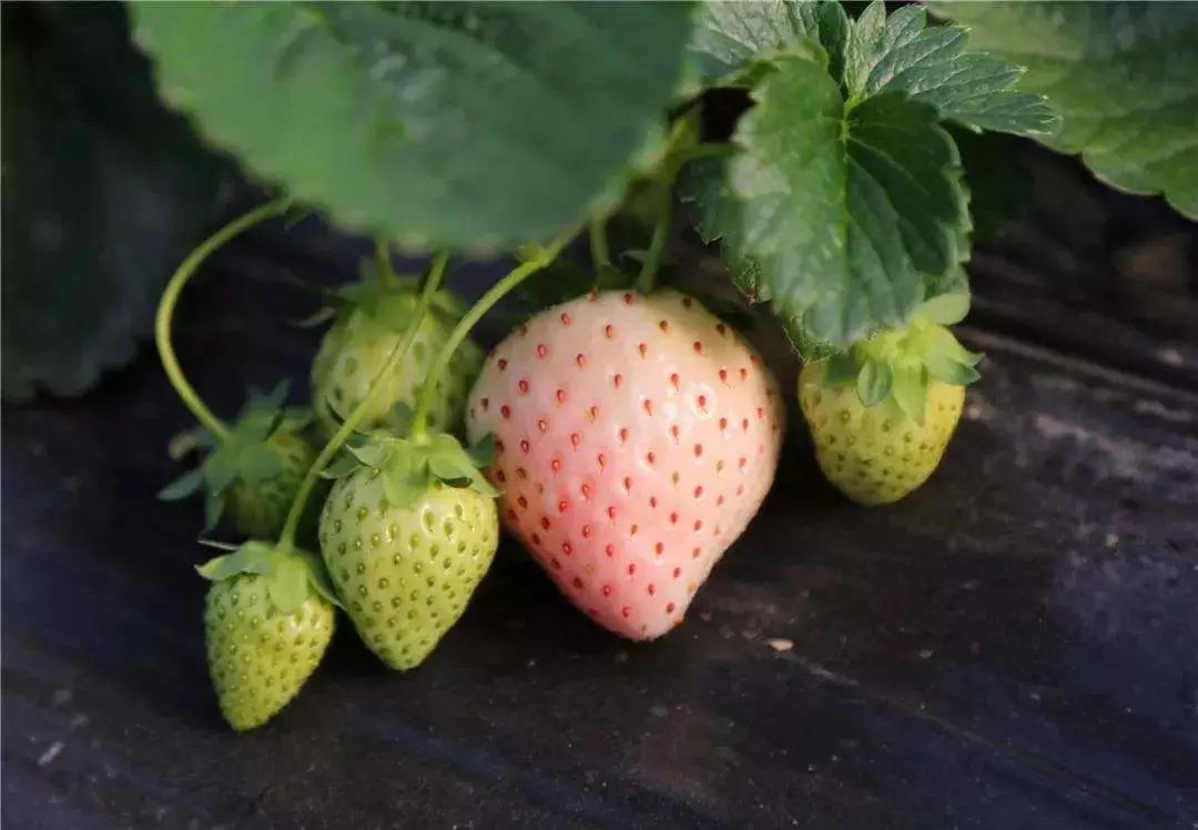 乐乐茶草莓系列,奈雪的茶草莓饮品怎么做