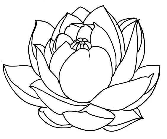 工笔荷花的各种形态白描稿,小六尺荷花工笔白描画稿