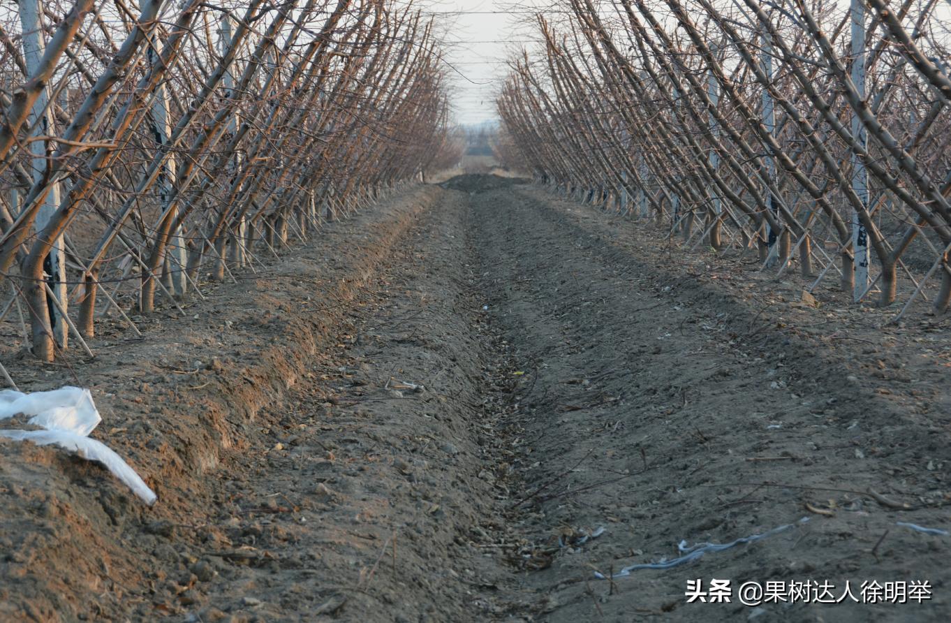 桃树流胶病最有效的防治方法,丁香菊酯能防治桃树流胶病吗
