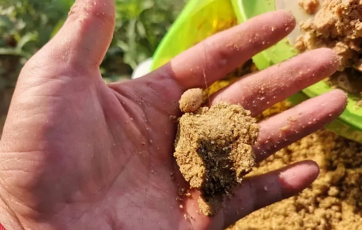 老钓手的一些小技巧,手竿谷麦钓鲤鱼教程