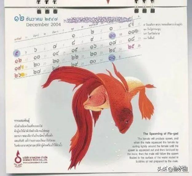 泰国斗鱼和中国斗鱼的杂交品种,中国斗鱼与泰国斗鱼哪个更厉害