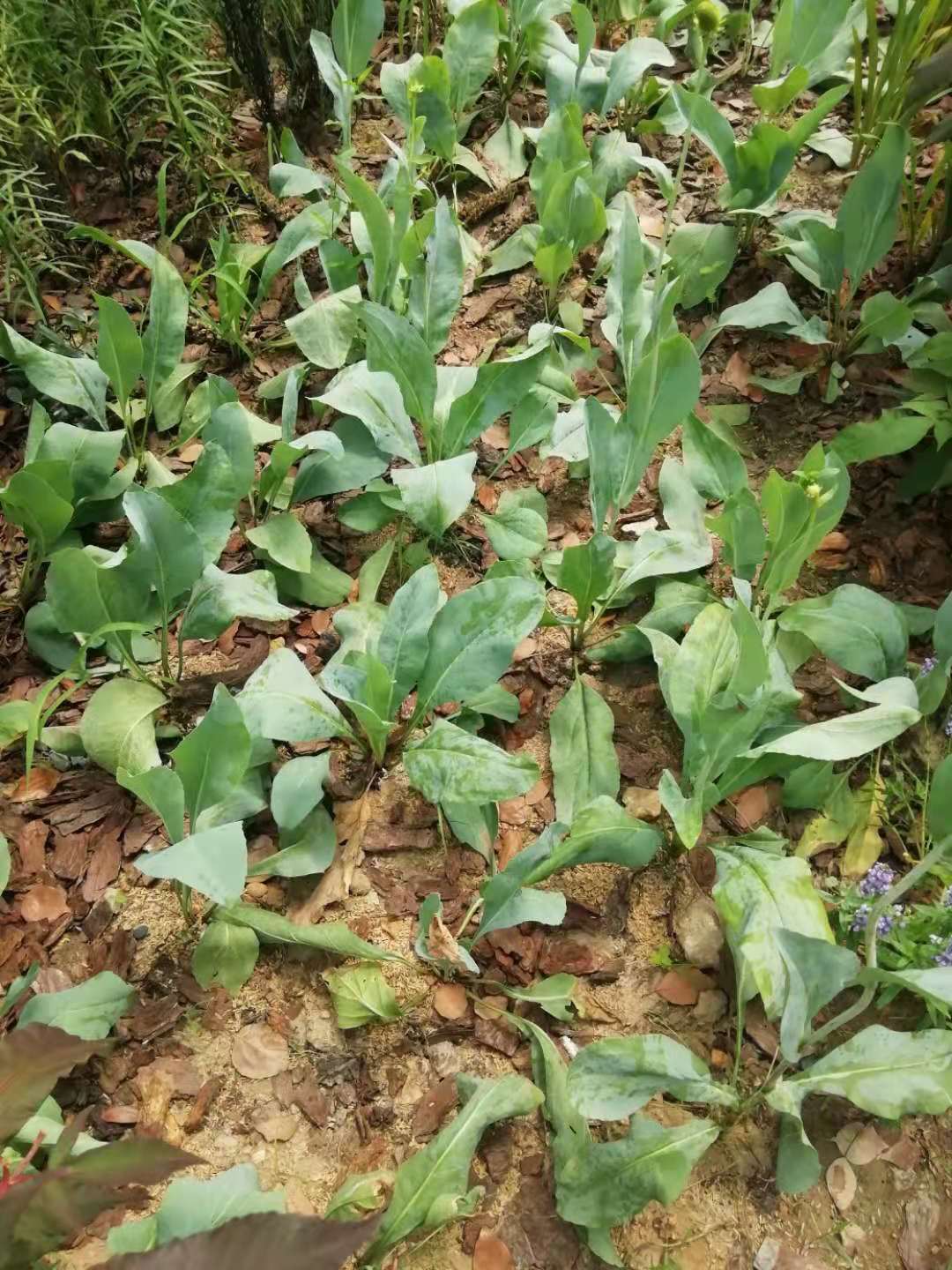 黑色的高帽——大头金光菊