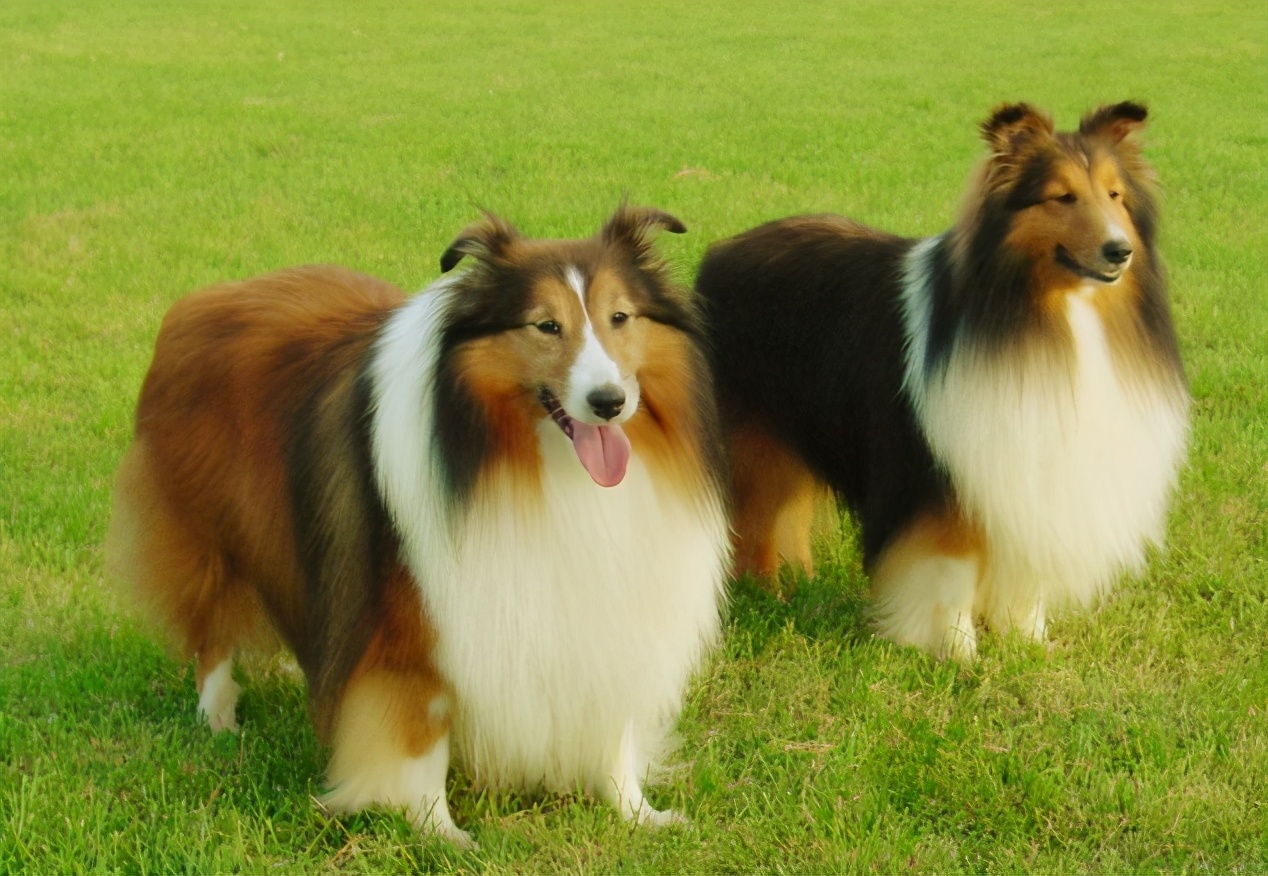 喜乐蒂犬寿命有多少年,喜乐蒂幼犬多大变形