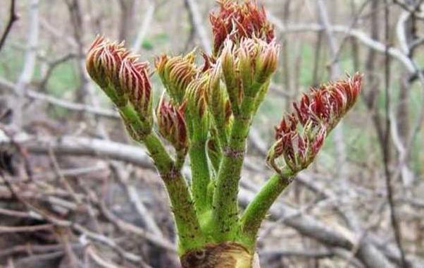这种植物看似丑陋,很多人不在意,到国外却成珍贵食物,你见过吗
