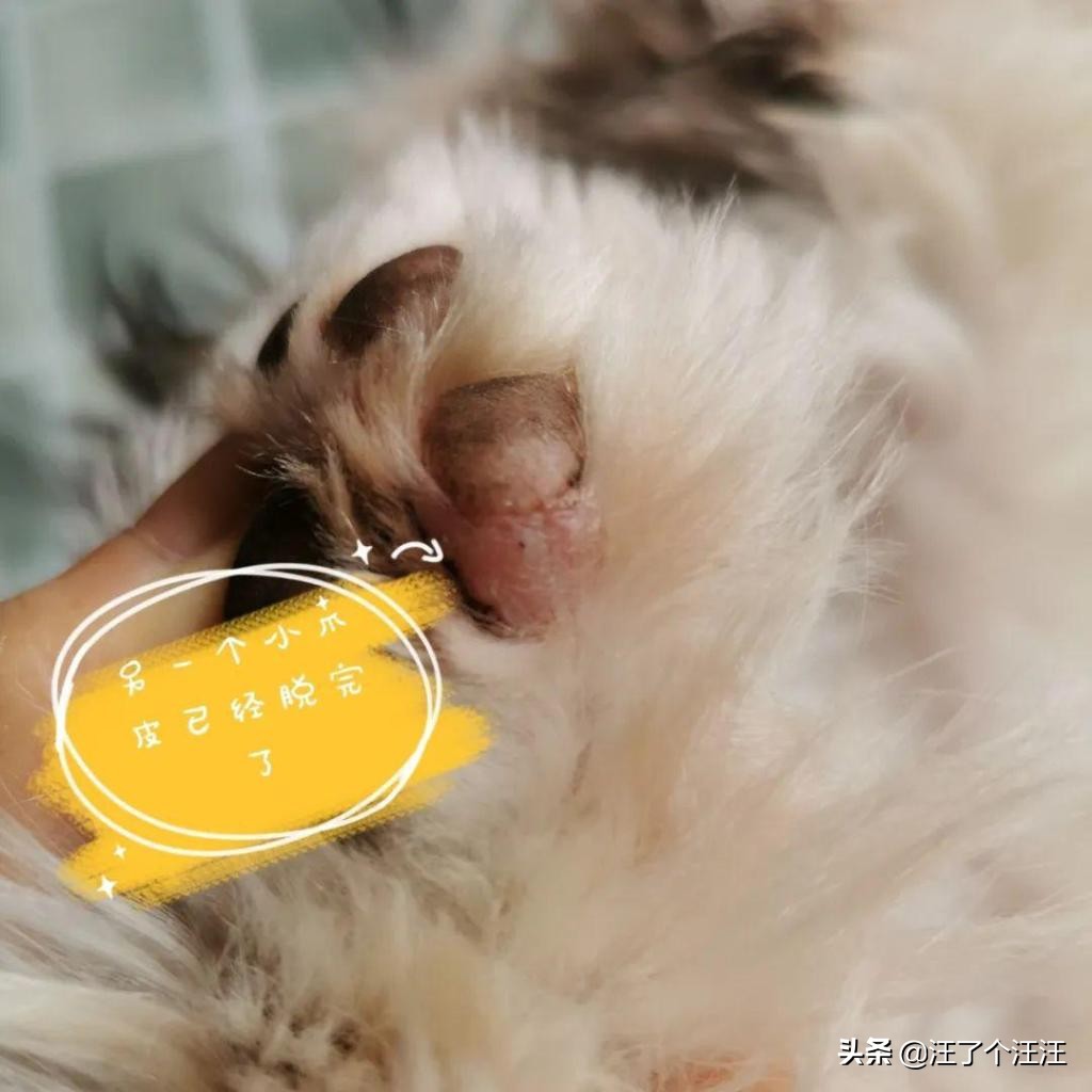 养宠知识狗狗腿瘸了不落地怎么办,狗狗足底干裂