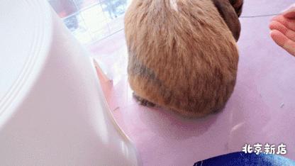 北京有没有撸猫的地方,福州撸兔兔的店