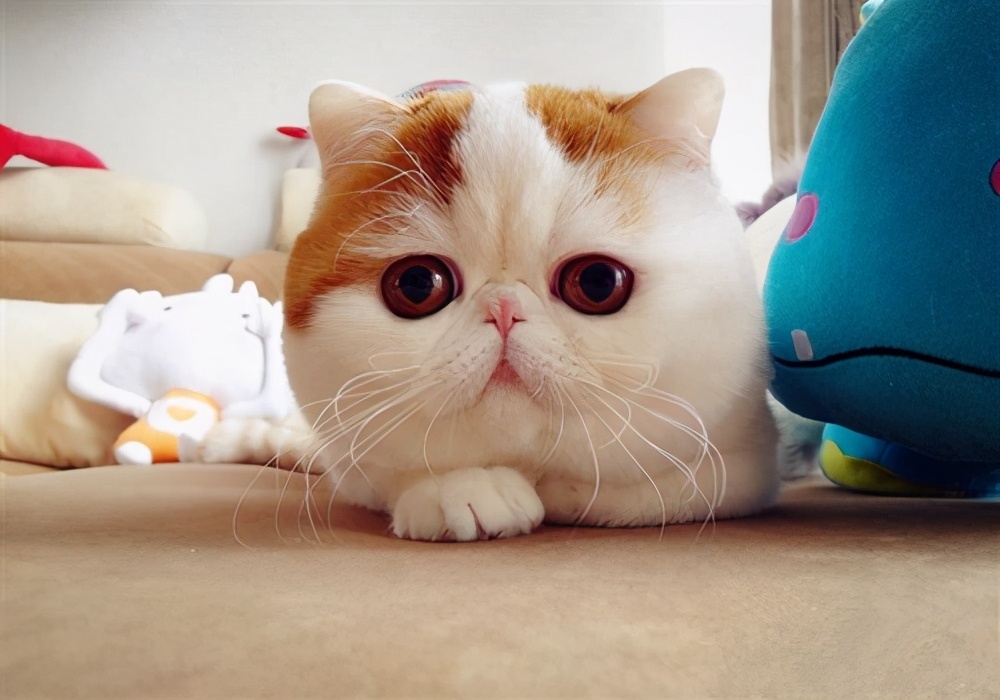 猫猫得了急性肠胃炎能吃猫条不,猫急性肠胃炎打什么针