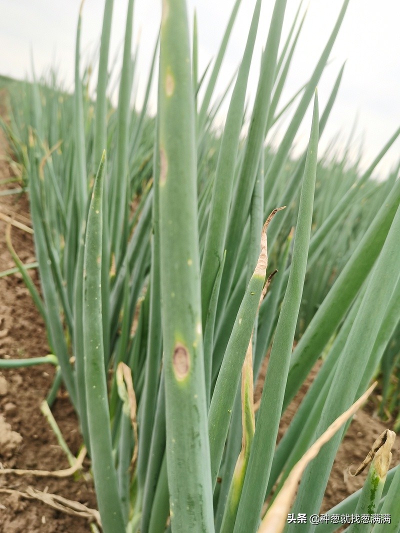 大葱重茬种植有什么危害,大葱重茬如何调理