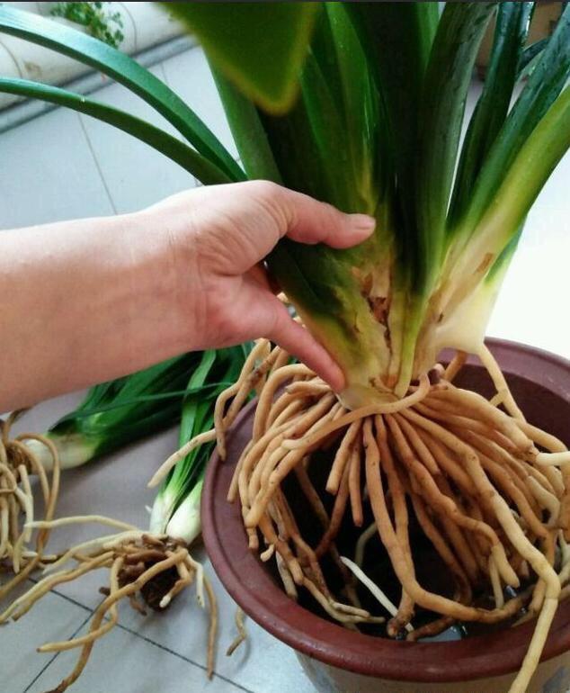 君子兰的换盆方法及注意事项,君子兰换盆后能用日本101生长素吗