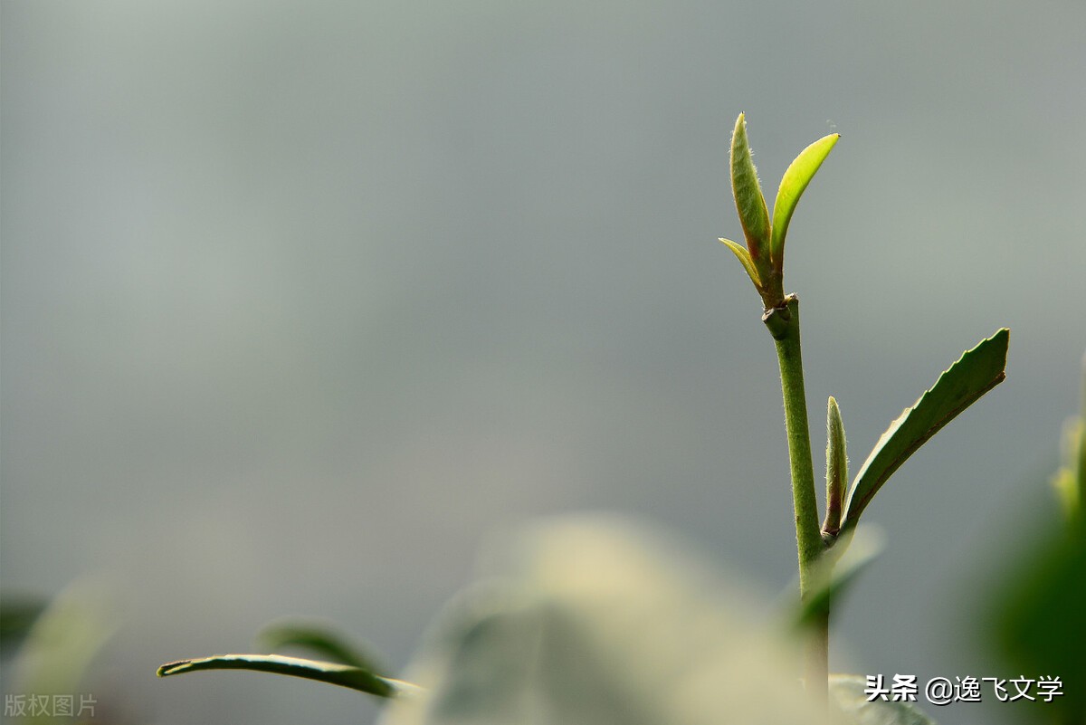 散文武功山,功夫茶美文