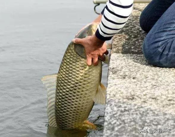 民间故事:雷雨夜,傻子在瓜地里救了一条青鲤鱼!