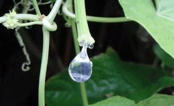 农民种丝瓜不卖瓜一年收入8000万,种植的丝瓜在哪找销路