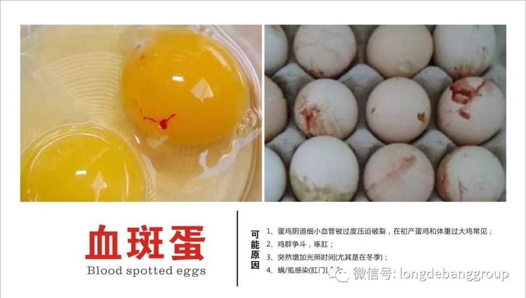 蛋鸡蛋壳质量有问题怎么办？血斑蛋、粪便蛋、斑点蛋咋办？