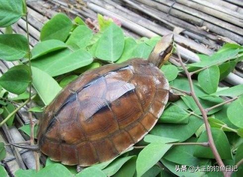 中华鳖保护动物,鳖是国家一级保护动物么