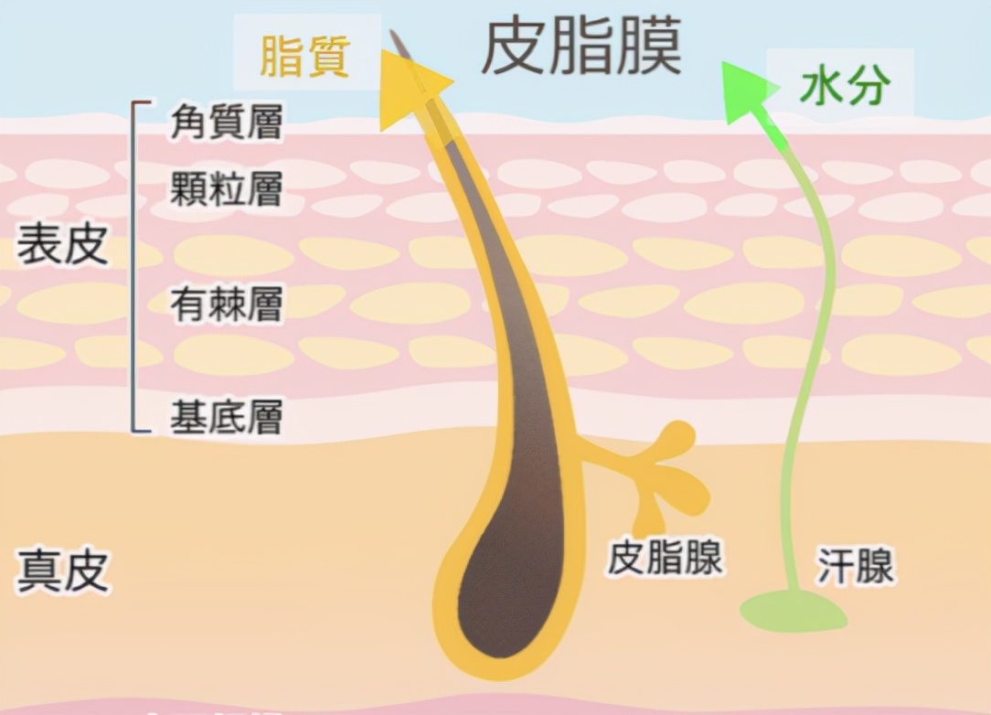如何根据不同肤质挑选护肤品呢,角质层薄混合肤质用什么护肤品