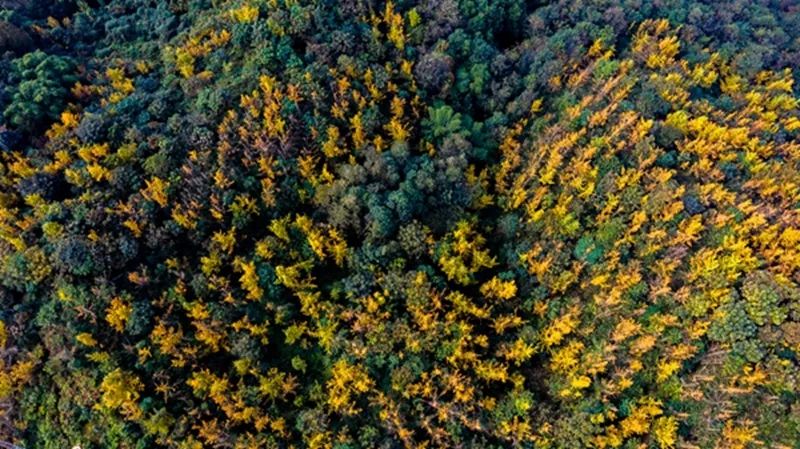 金黄色警报,黄色警报镜头