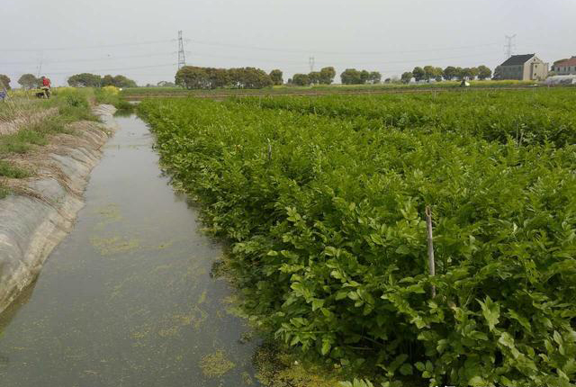 三亩田养殖泥鳅的收入,土池养泥鳅一亩收入多少钱