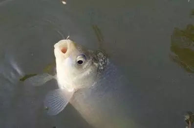 手竿怎么钓浮面鱼,手竿怎么钓浮鲢鳙