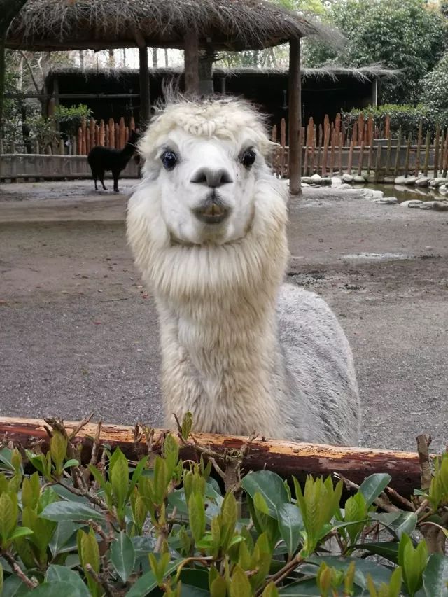 在上海迪士尼怎么玩比较快呢,在上海迪士尼玩一整天