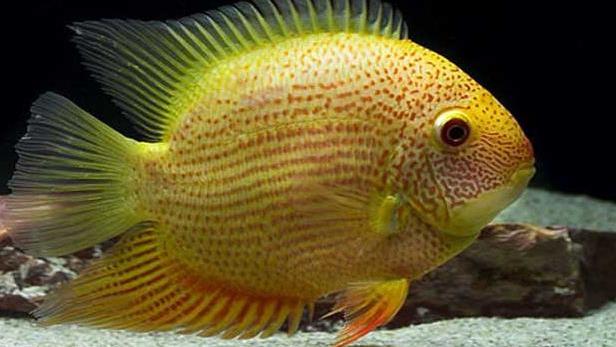 慈鲷品种,慈鲷类型