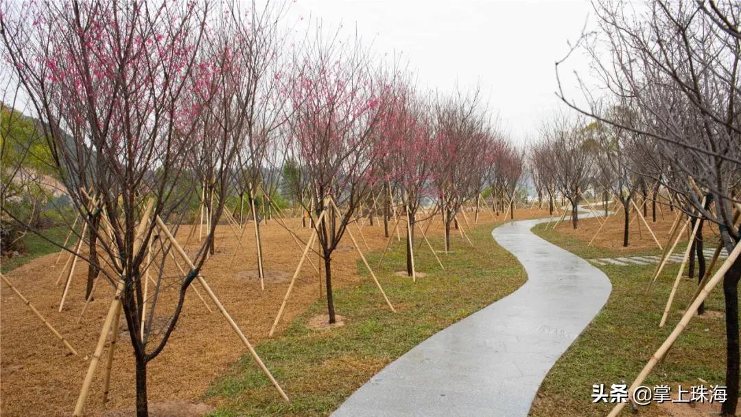 珠海春节游玩的地方有哪些,春节珠海旅游最佳攻略