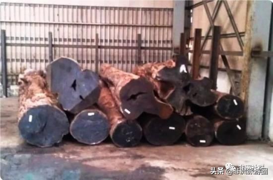 想做非洲木材市场，你得先认识它们