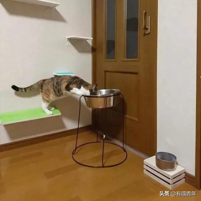 医生说我家猫很有性格,医生说我的猫有点傻