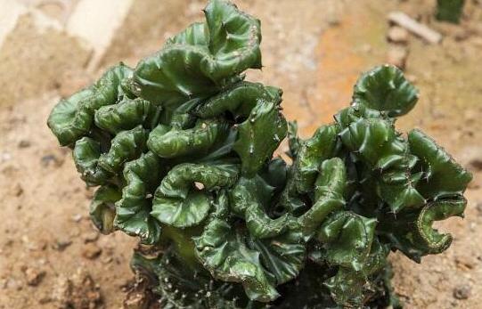 山影施什么肥料最好,山影适合什么肥料