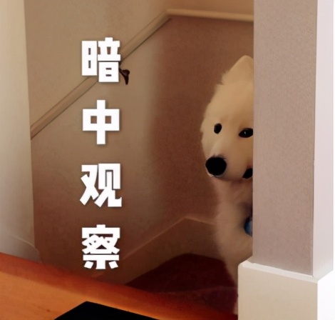 狗狗吃醋推开小主人,狗狗见主人抱猫咪吃醋