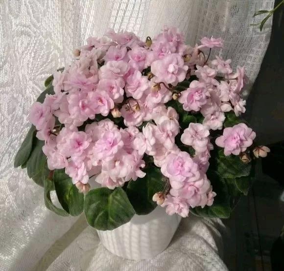 什么花最好养最耐阴,什么花最好种又耐阴