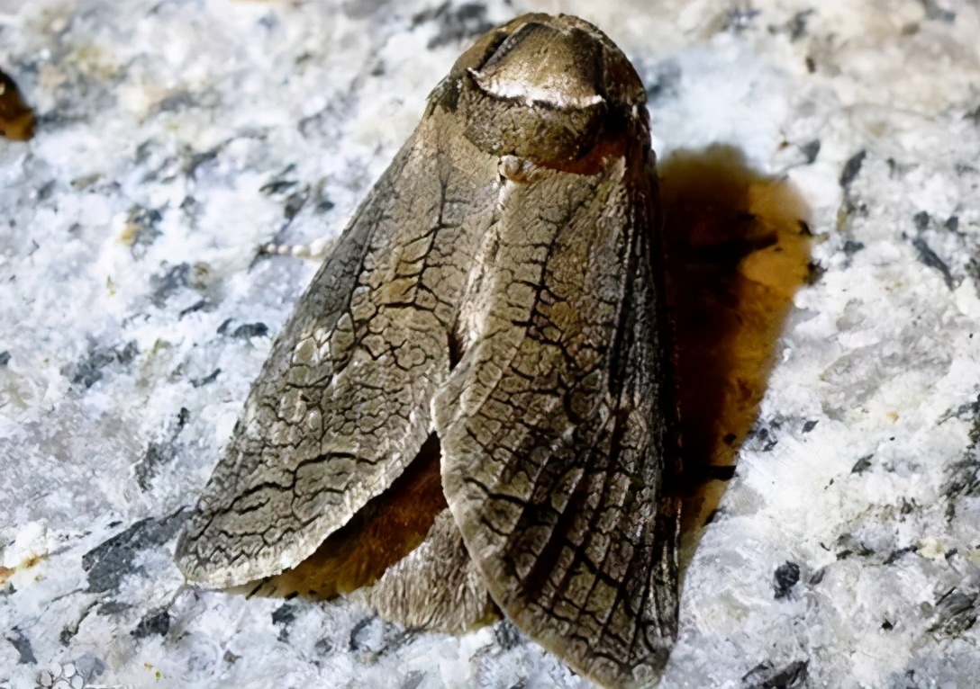 华东地区常见蛀干害虫识别与防治,法桐双齿长蠹钻蛀害虫的防治方法