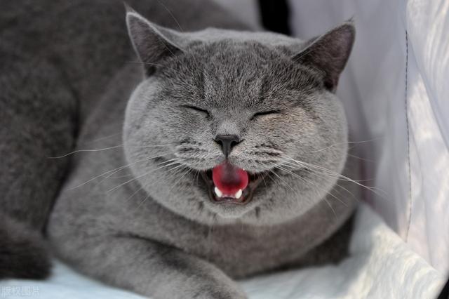 猫咪生病后瘦了怎么恢复,猫咪手术后不排便怎么办