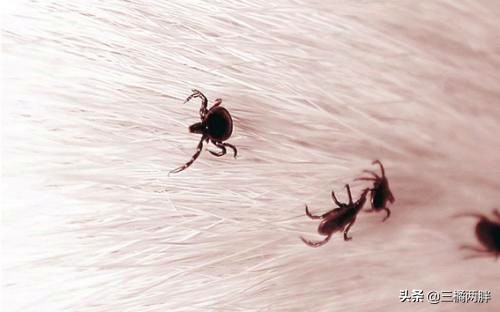 金毛毛发稀少粗糙怎么补救,金毛毛发粗糙没光泽怎么解决