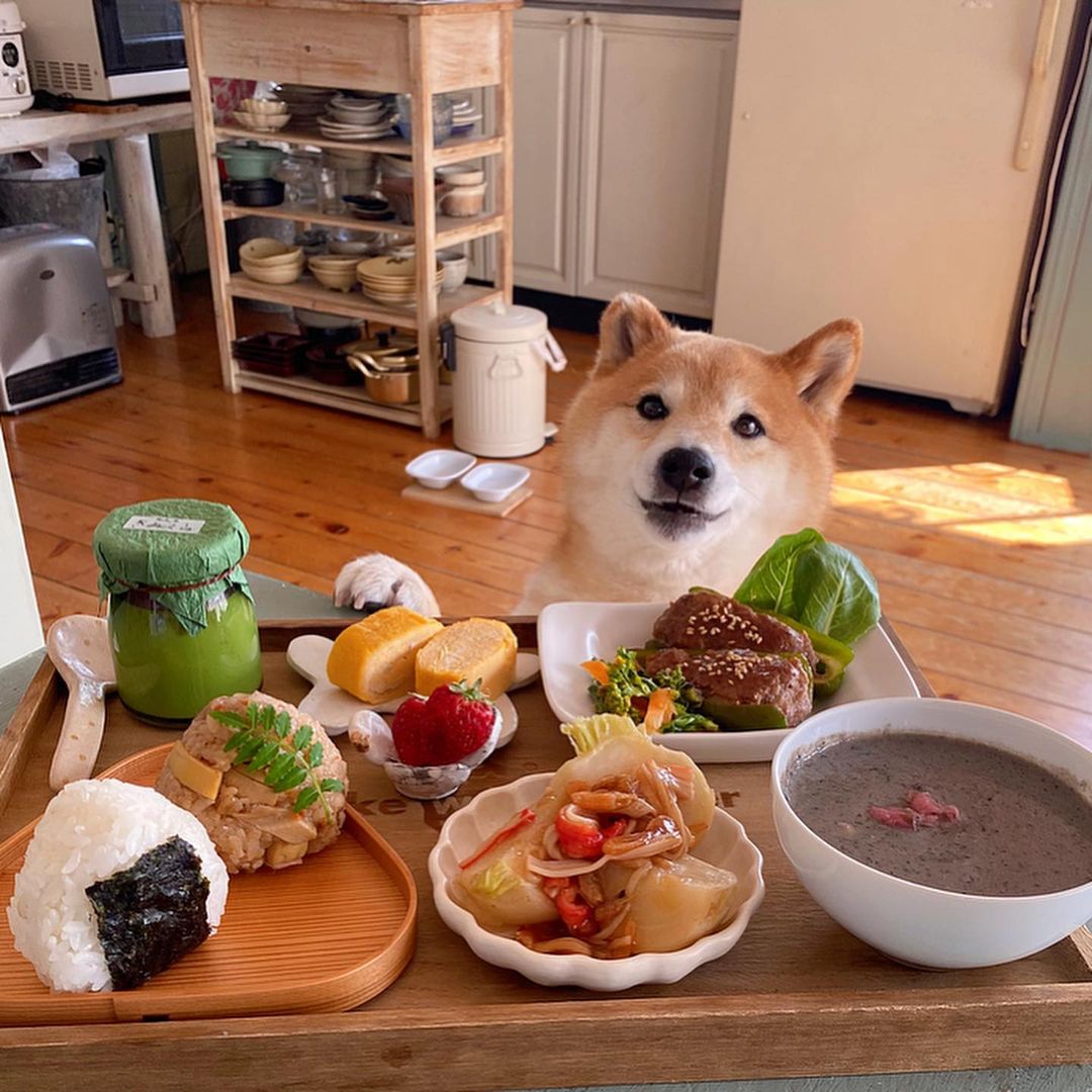 柴犬价格分析全国各地区柴犬报价,为什么柴犬价格差距这么大