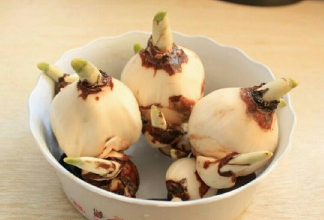 水仙高贵典雅，出现“哑花”影响观赏性，应如何预防？