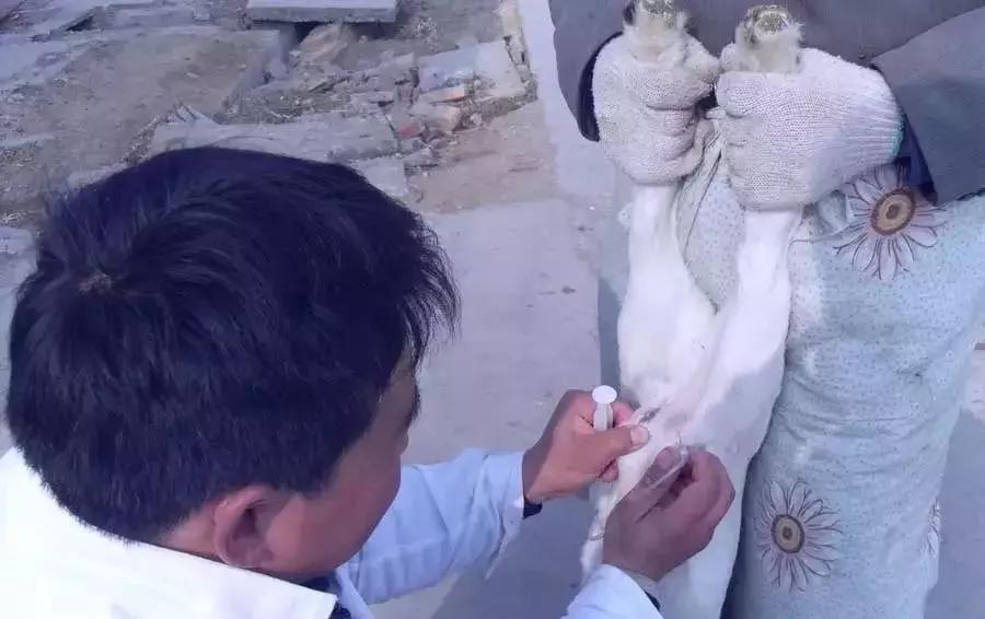 常见羊病用药配方大全图解,羊病治疗最佳用药配方表格