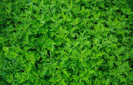 脚臭熏人怎么办,脚臭又痒怎么办