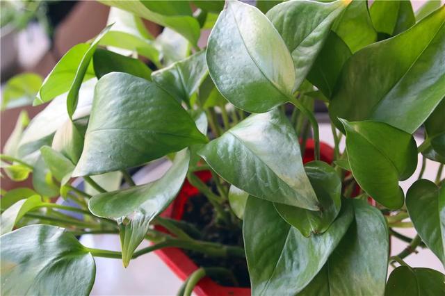 绿萝太长有什么讲究,绿萝长10米怎么处理最好