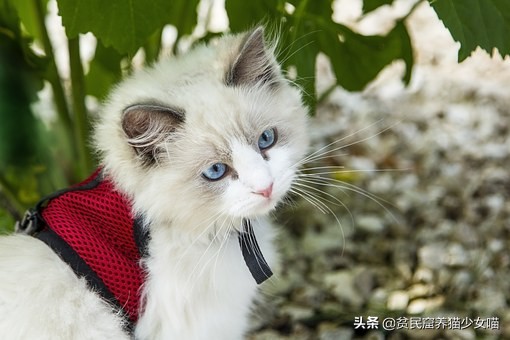 猫咪一直流眼泪的原因和解决方法,猫咪流眼泪泪痕重什么原因