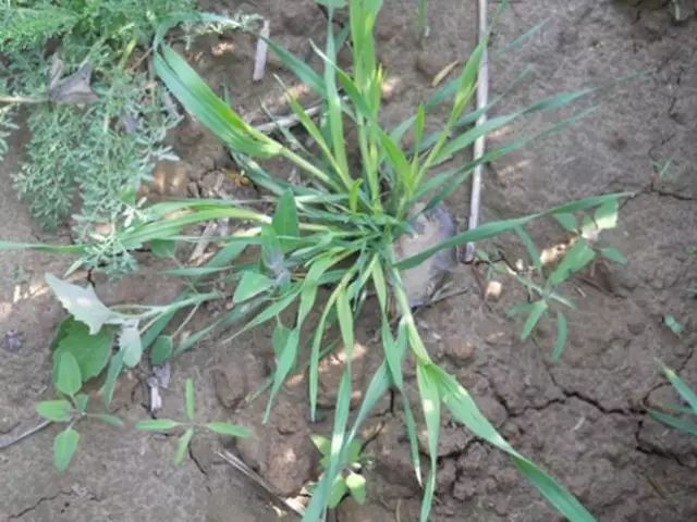 麦田里节节麦怎样根除,节节麦该怎么防治才安全有效